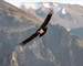 colca-al-paso